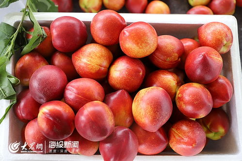 日照市食用農(nóng)產(chǎn)品合格證制度試行工作現(xiàn)場(chǎng)會(huì)在莒縣召開，助力批發(fā)環(huán)節(jié)質(zhì)量安全再上新臺(tái)階